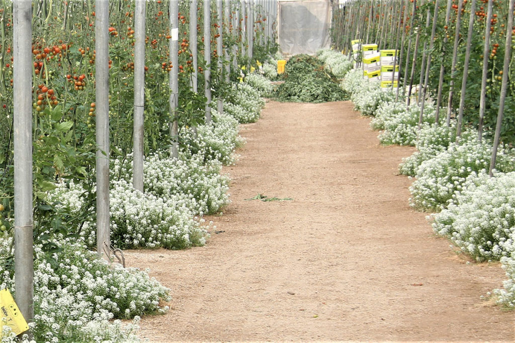 Blühstreifen in einem Gewächshaus mit Tomaten.