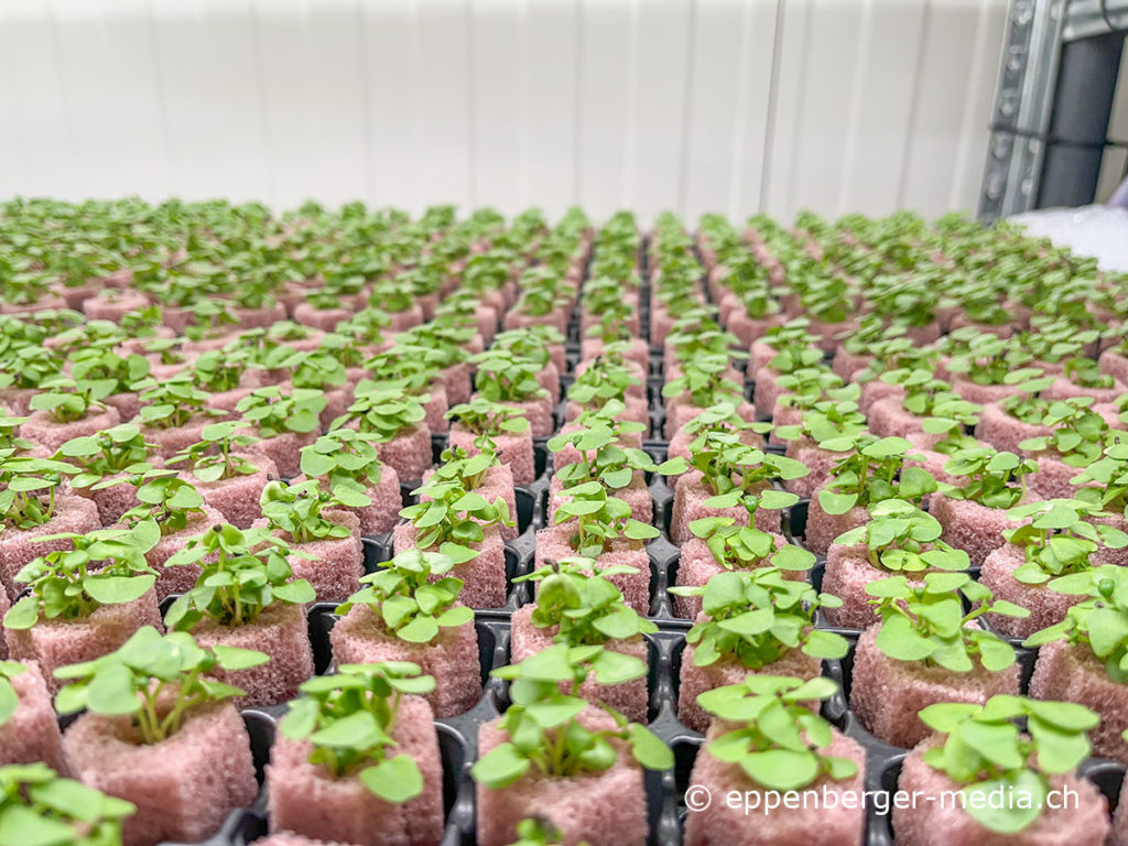 Microgreen-Produktion in der vertikalen Farm von Yasai in Niederhasli.